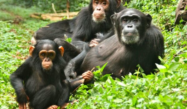 Gorillas Vs Chimpanzees: Africa Safari Tours