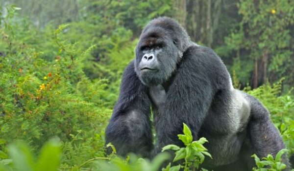 Gorillas In Africa