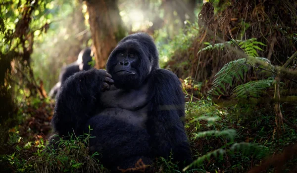 Gorillas In The Wild