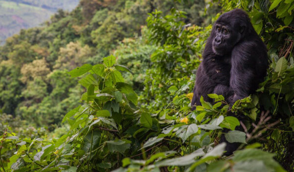How To Get To Bwindi Forest National Park For Gorilla Trekking