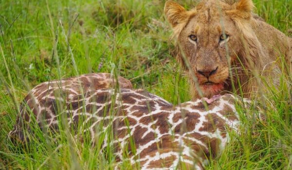 How To Plan A Memorable Self-Drive Safari In Kenya's Masai Mara