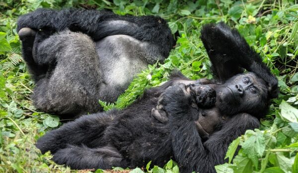 Kahuzi Biega National Park