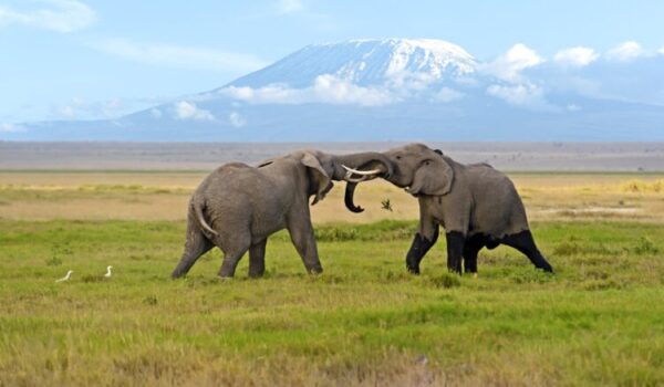 Karibu Amboseli National Park