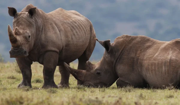 Kenia Selbstfahrer-Safari