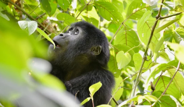 Gorilla-Trekking In Uganda