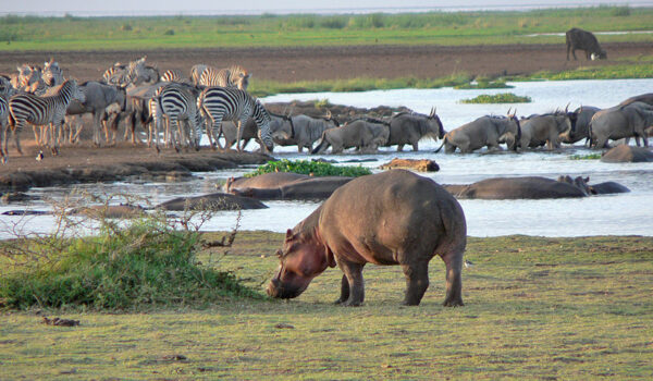 Lake Manyara National Park