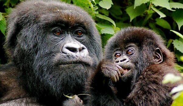 Mountain Gorillas