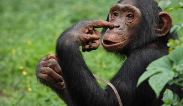 Ngamba Island Chimpanzee Sanctuary