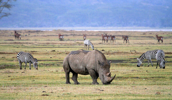 Ngorongoro Conservation Area