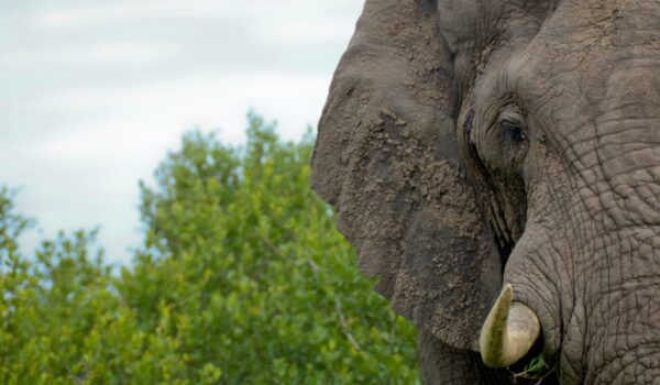 Nimule National Park