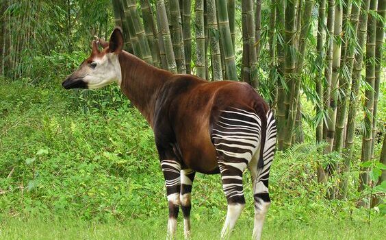 Okapi Wildlife Reserve