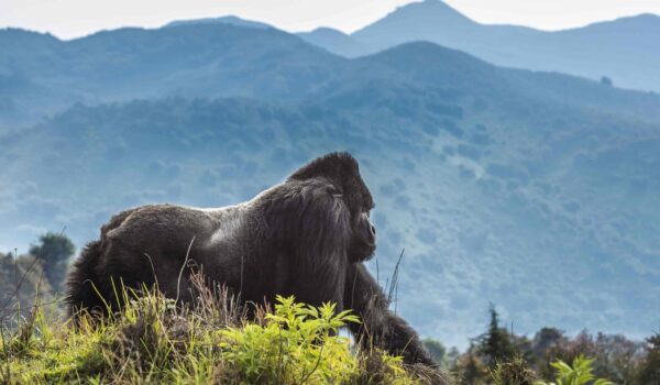 Parc National Des Volcans - Rwanda