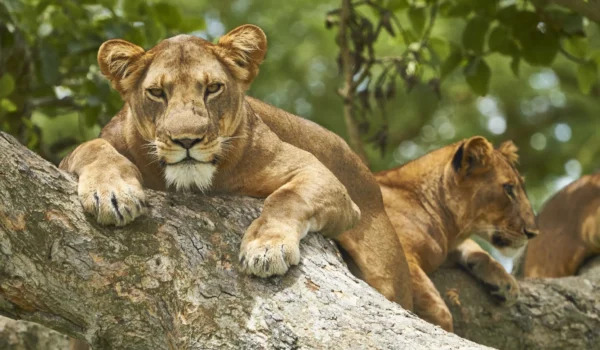 Queen Elizabeth National Park