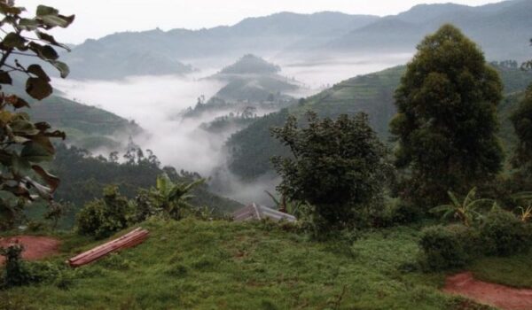 Rushaga Gorilla Trekking Sector