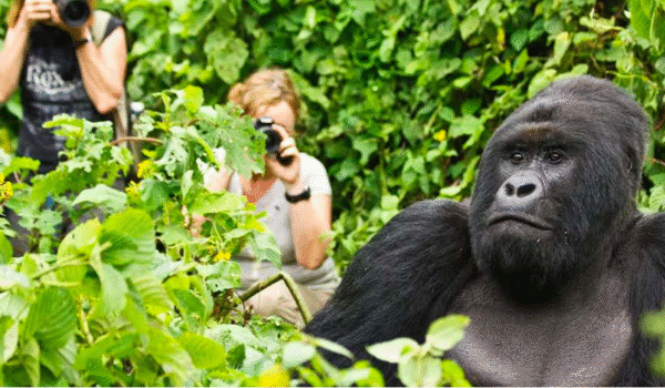 Rwanda Gorilla Safaris