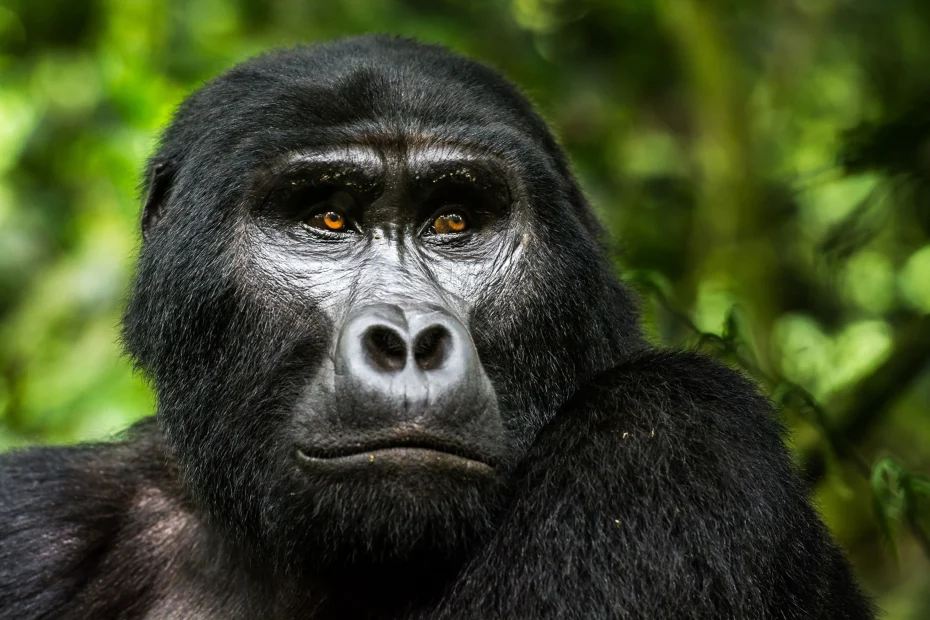 Rwanda Gorilla Trekking Cost
