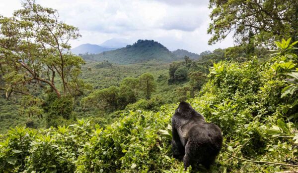 Rwanda National Parks: Safari Destinations In Rwanda