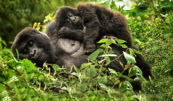 Rwanda Safari Prices