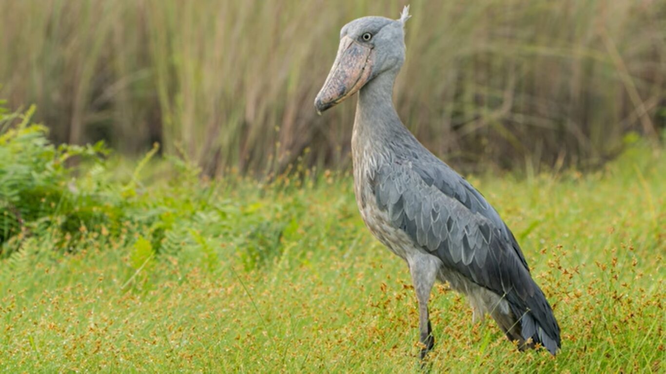 5 Fascinating Facts About the Shoebill