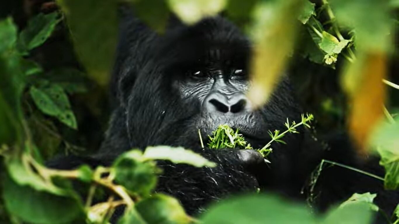 Gorilla trekking in Uganda and Rwanda