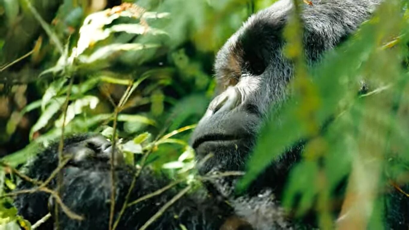 Gorilla trekking in Uganda and Rwanda