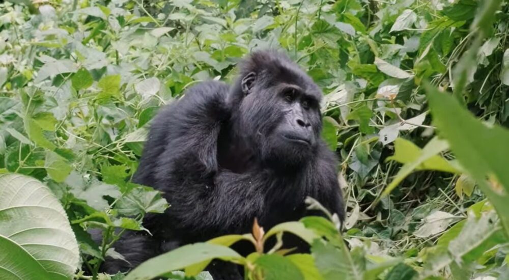 3 Day Gorilla Trekking