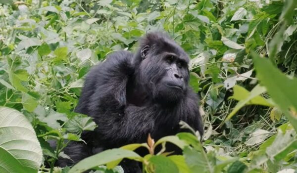 3 Day Gorilla Trekking