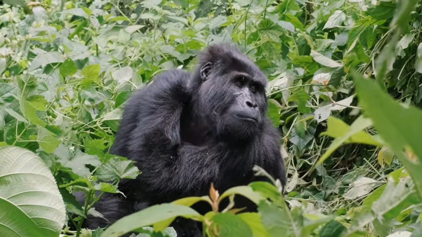 3 day gorilla trekking