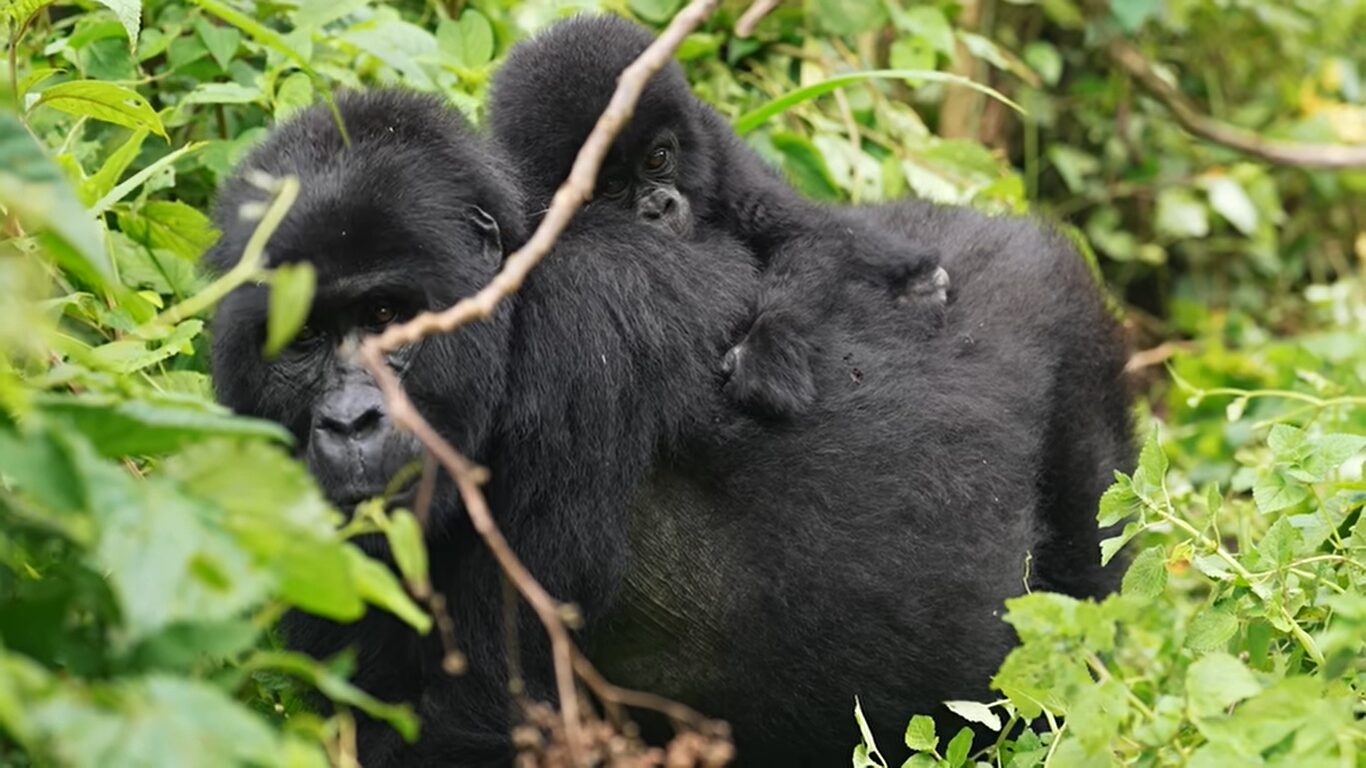 Best time for gorilla trekking