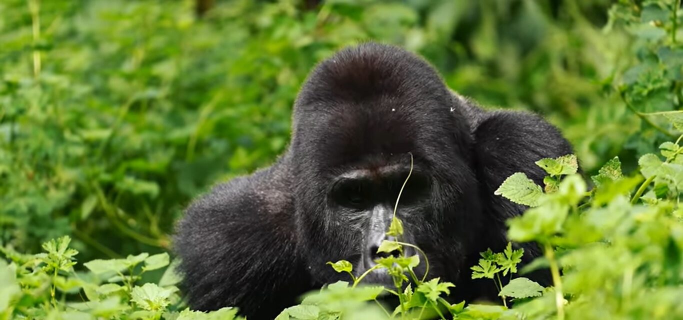 Best time for gorilla trekking