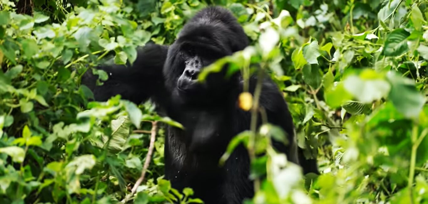 Best time for gorilla trekking