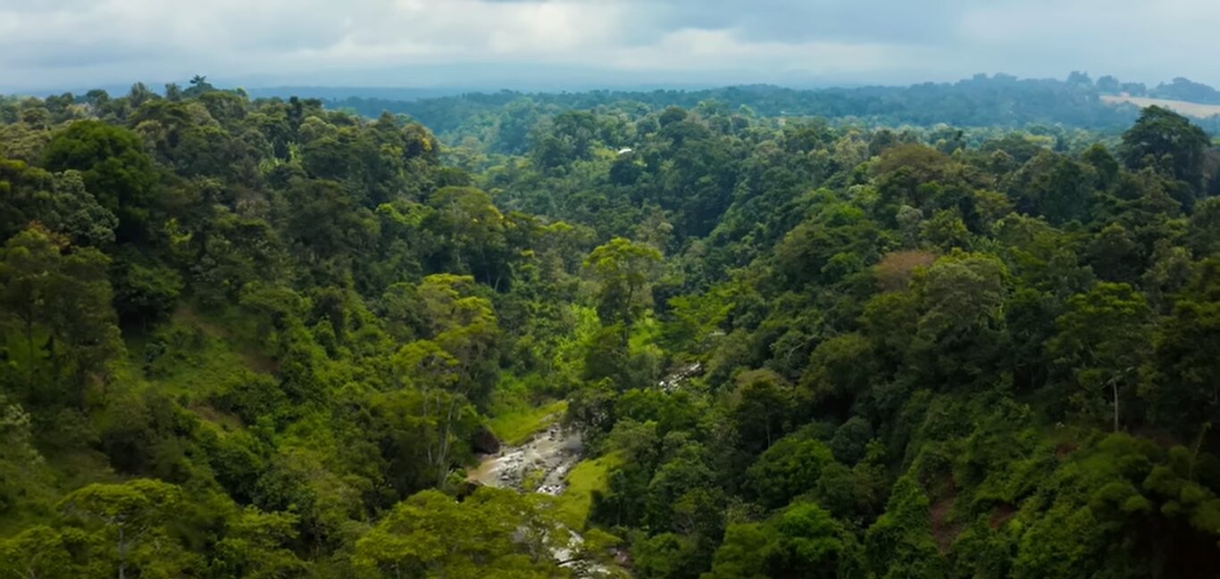 Best Time of the Year for Gorilla Trekking in Uganda