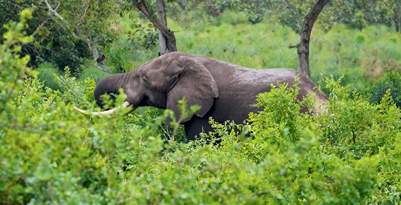 Gorilla trekking Africa