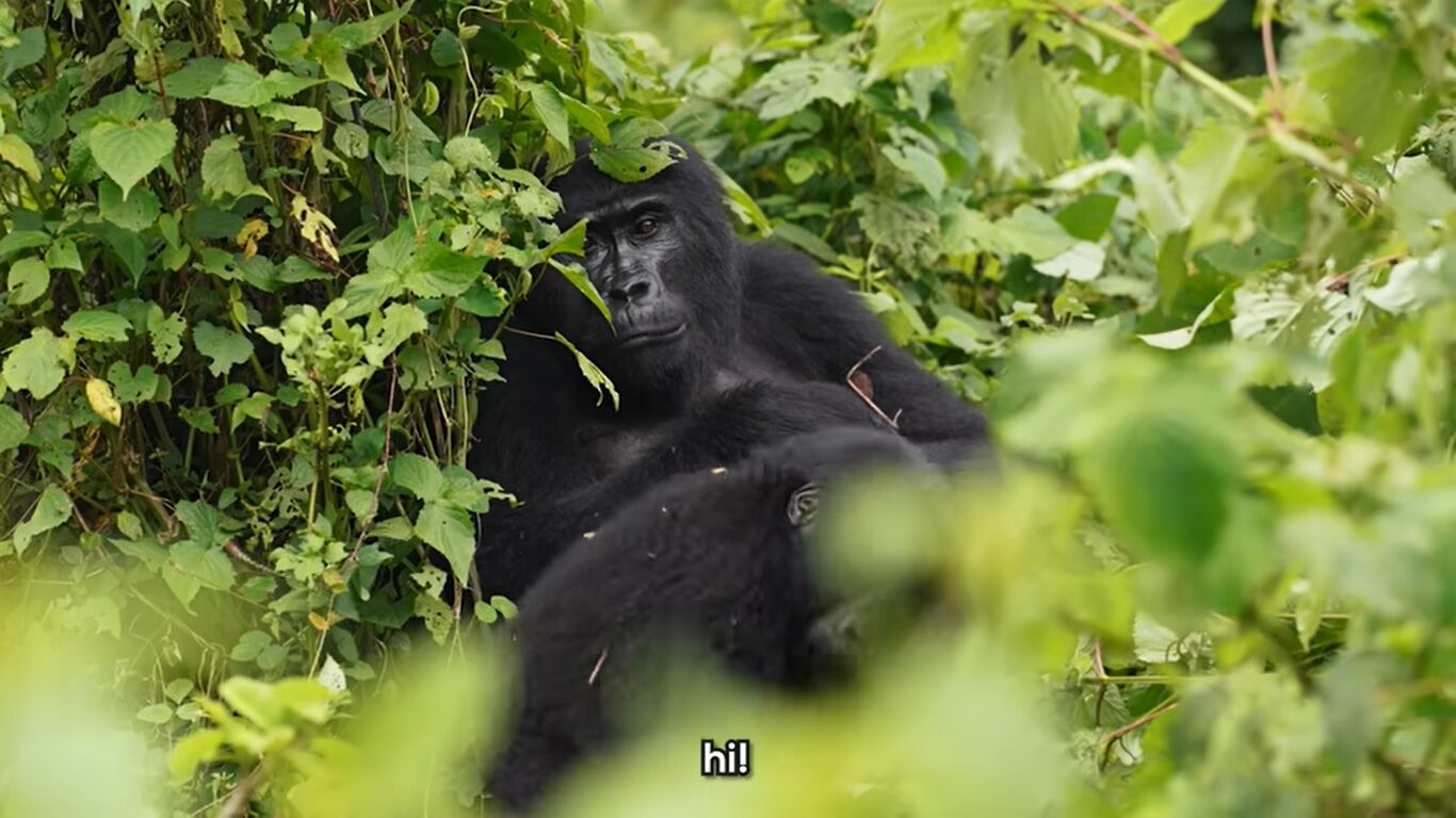 Gorilla trekking