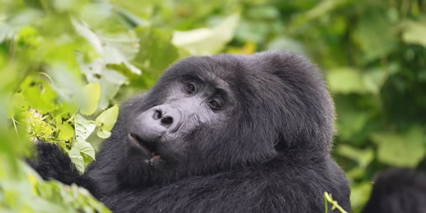 Gorilla trekking Bwindi
