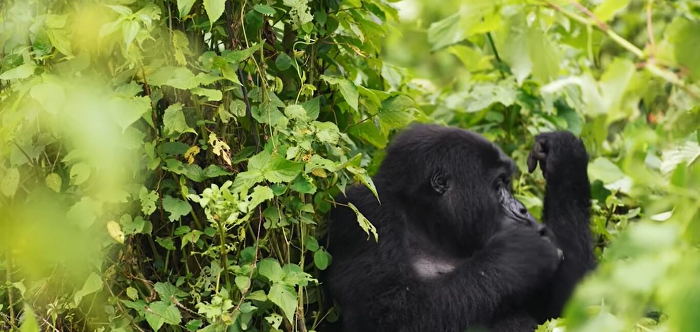 Gorilla trekking for seniors