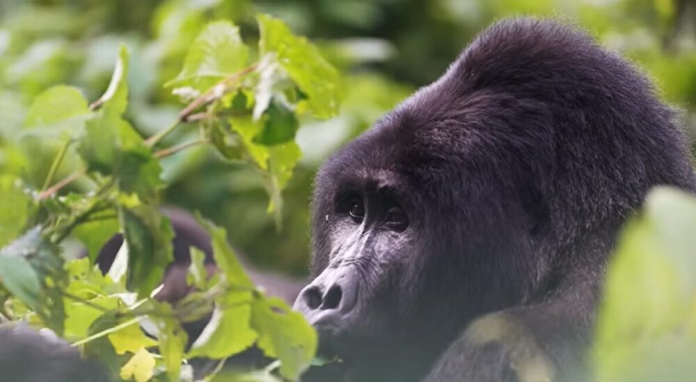 Gorilla Trekking For Seniors