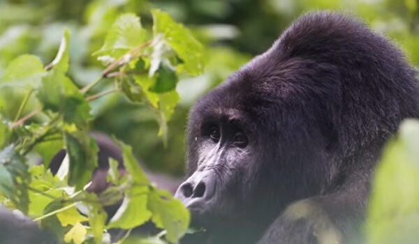 Gorilla Trekking For Seniors