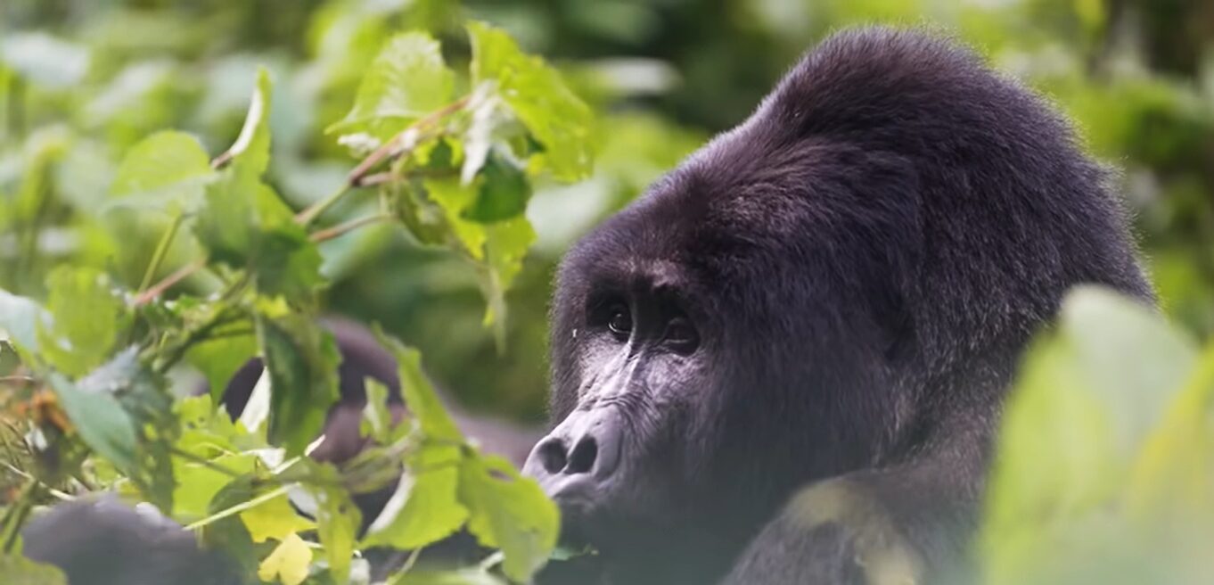 Gorilla trekking for seniors