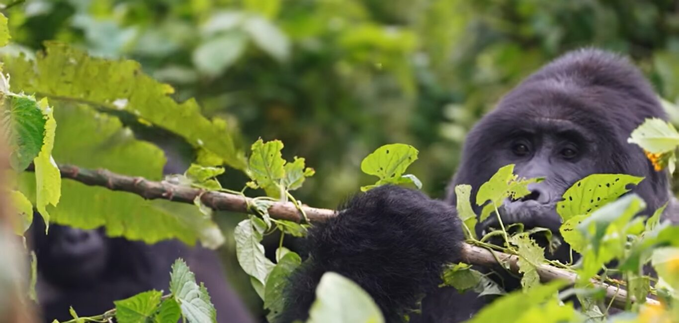 Gorilla trekking in Uganda