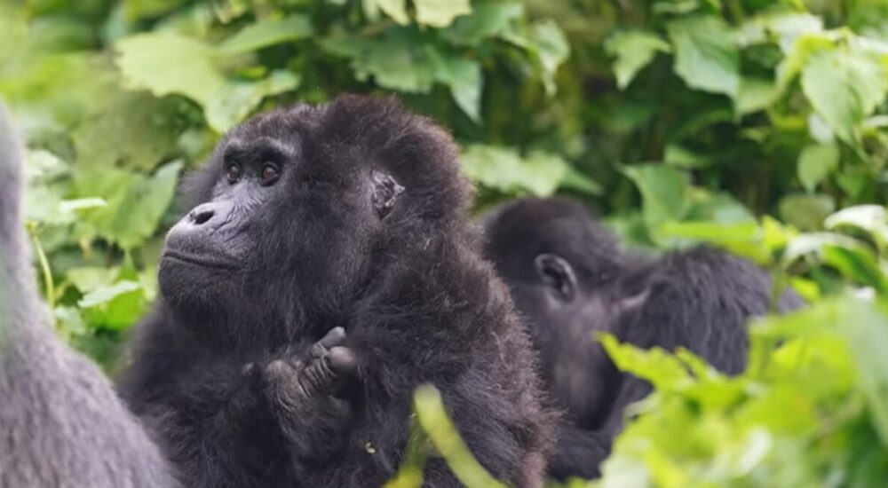 Gorilla Trekking In Uganda