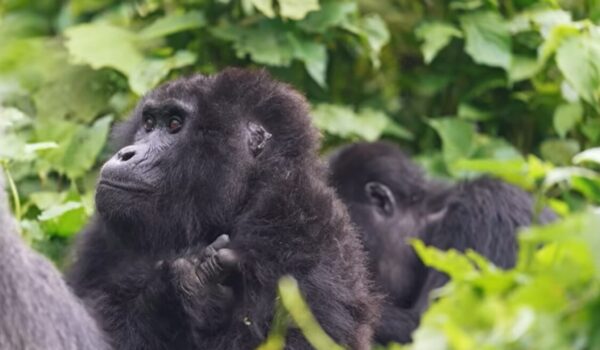 Gorilla Trekking In Uganda