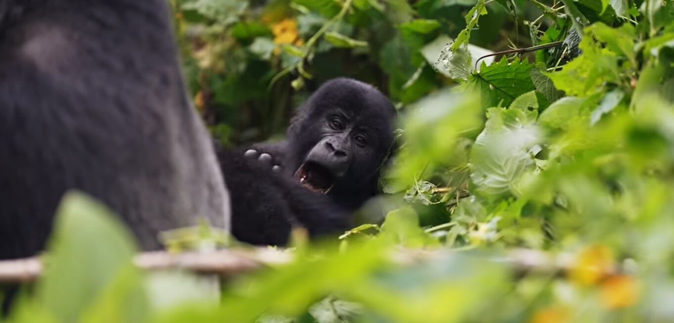 Gorilla trekking from Rwanda