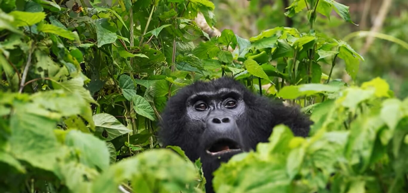 Gorilla trekking in Uganda