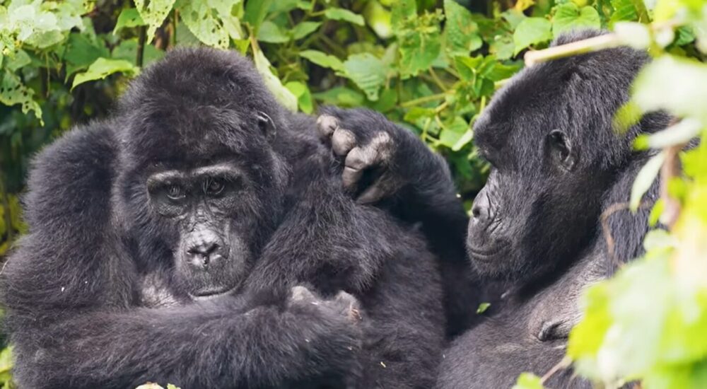 Gorilla Trekking And Safaris
