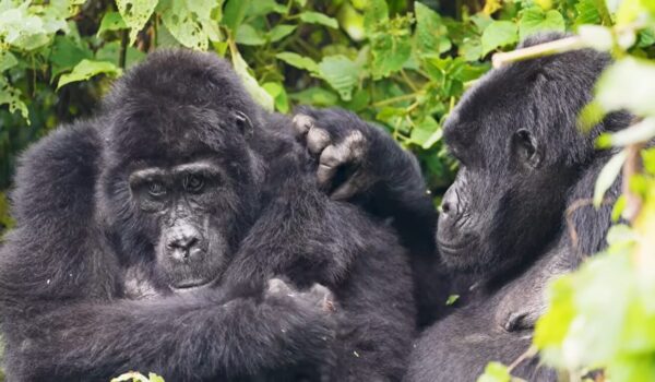 Gorilla Trekking And Safaris