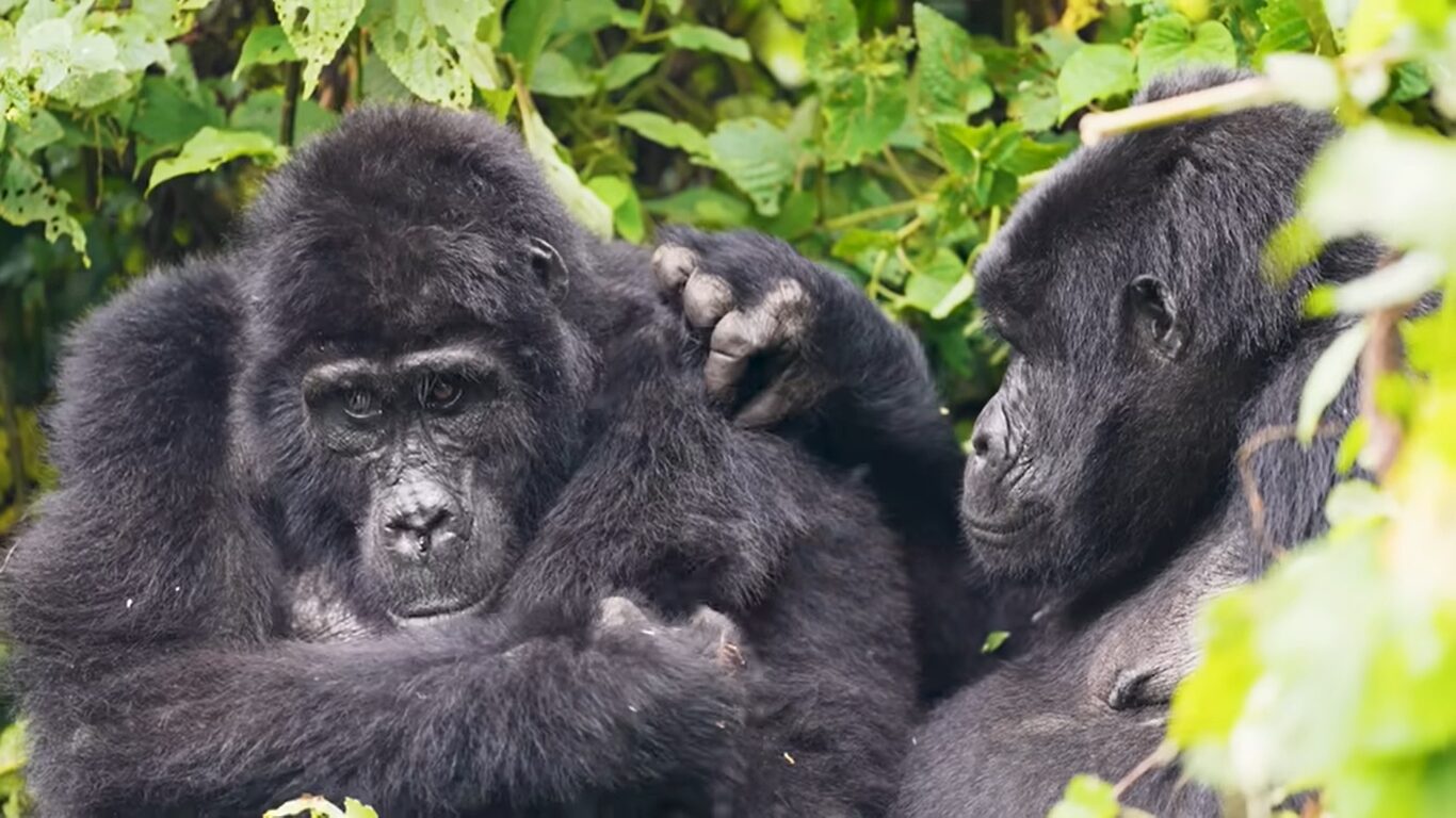 Gorilla trekking and safaris
