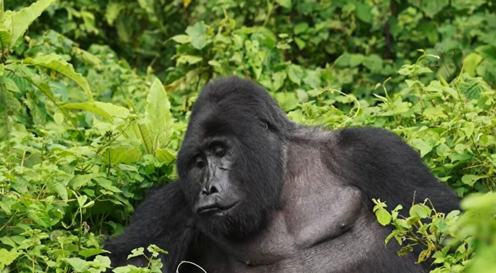 Gorilla Trekking Experience