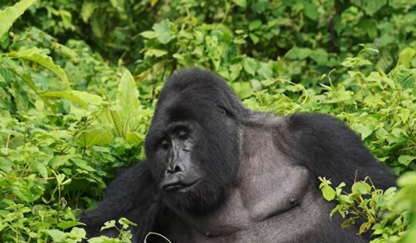 Gorilla Trekking Experience
