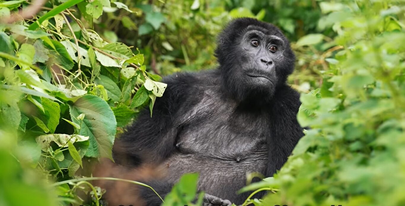 Great gorilla trekking experience